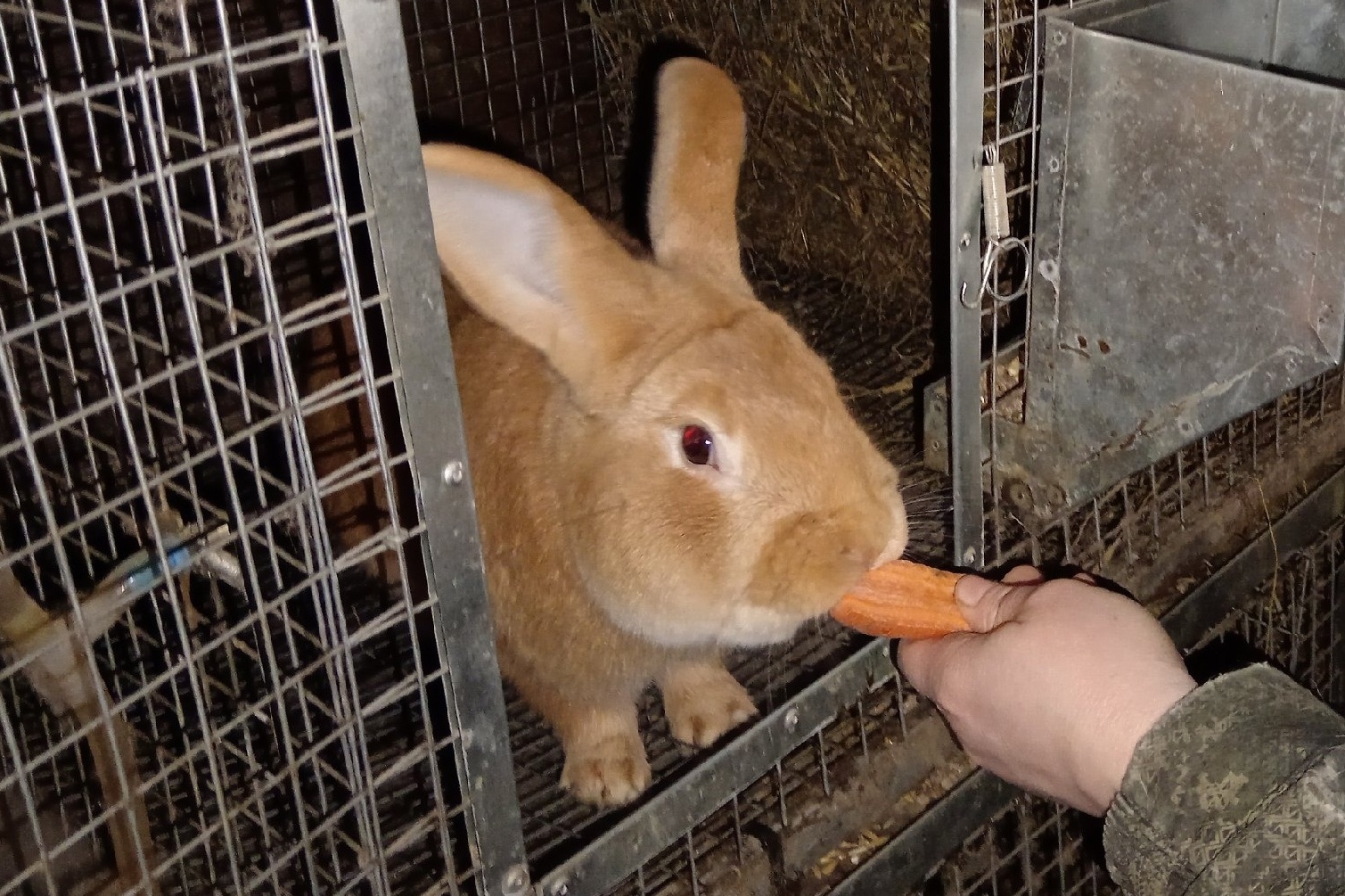 В Вилегодском округе при содействии службы занятости открылась кролиководческая мини-ферма